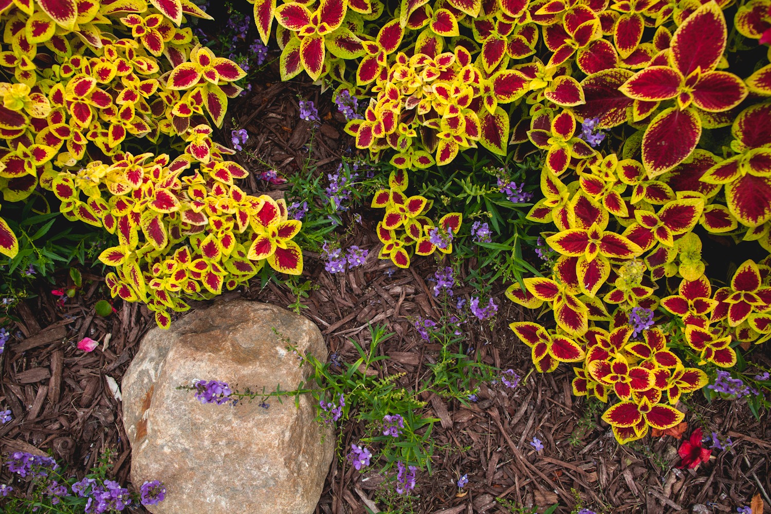 Colorful foliage with yellow and red leaves surrounds a large rock. Purple flowers are scattered throughout the garden mulch.