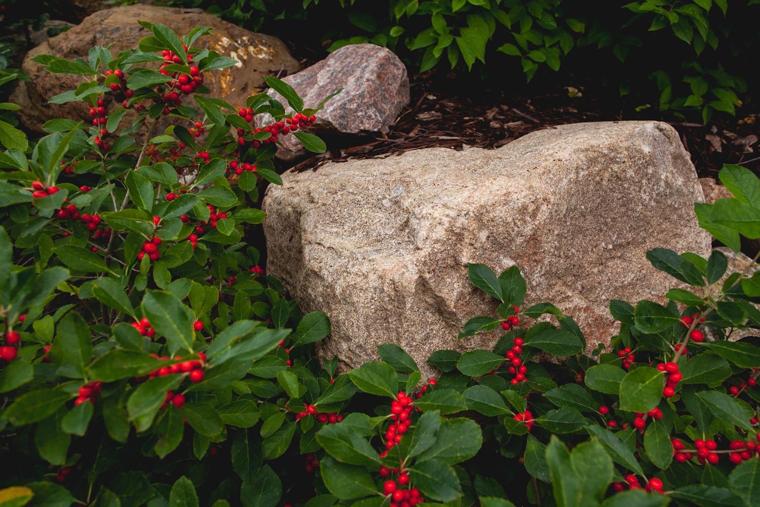 A natural scene of rocks surrounded by green foliage and vibrant red berries, creating a picturesque and serene garden setting.