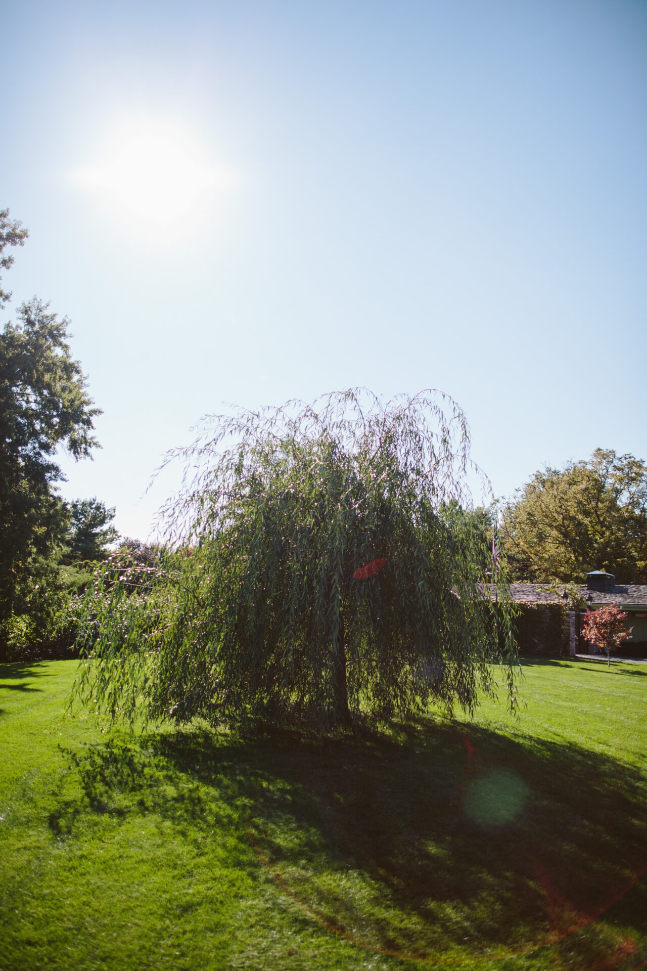 A lush green weeping willow stands in sunlight, casting shadows on a manicured lawn beside a building with a partly visible roof.