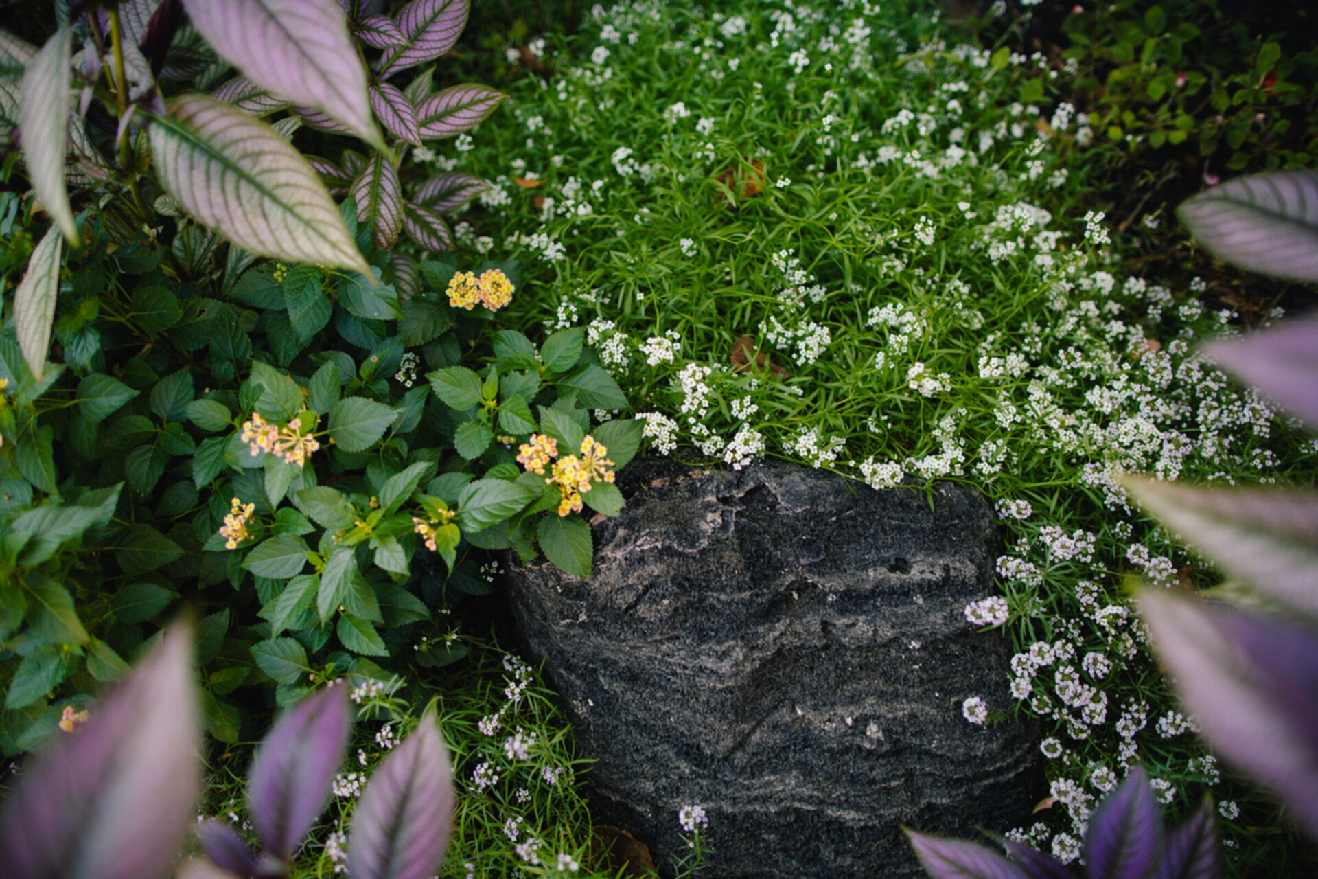 Vibrant garden scene with diverse green plants, yellow and white flowers, surrounding a textured black rock. Lush foliage creates a serene atmosphere.