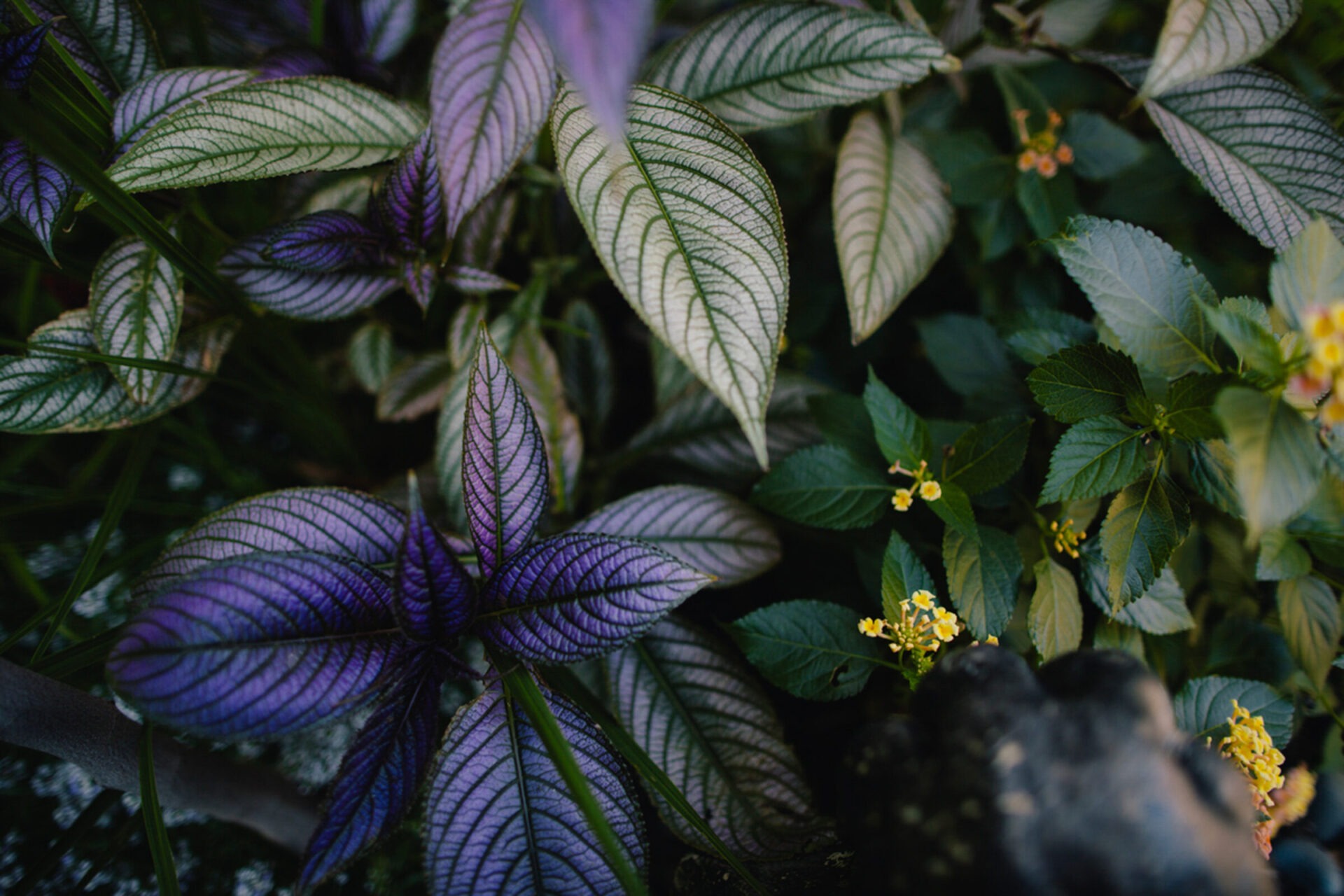 Close-up of green and purple variegated leaves interspersed with small yellow flowers, creating a vibrant and lush natural scene.