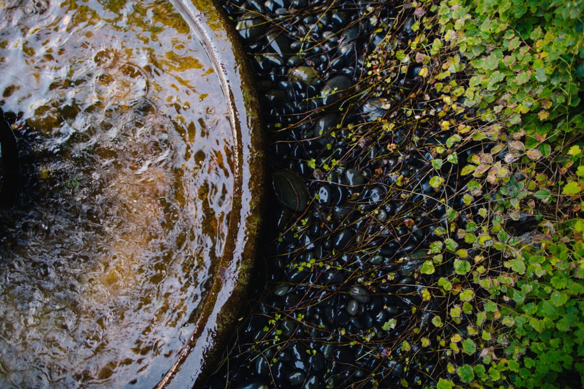 A still water surface meets lush green leaves and dark pebbles, creating a serene natural contrast in color and texture.