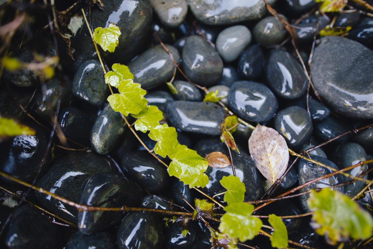 Glossy black pebbles scattered with vibrant green leaves and twigs. A harmonious blend of nature's textures and colors in close-up view.