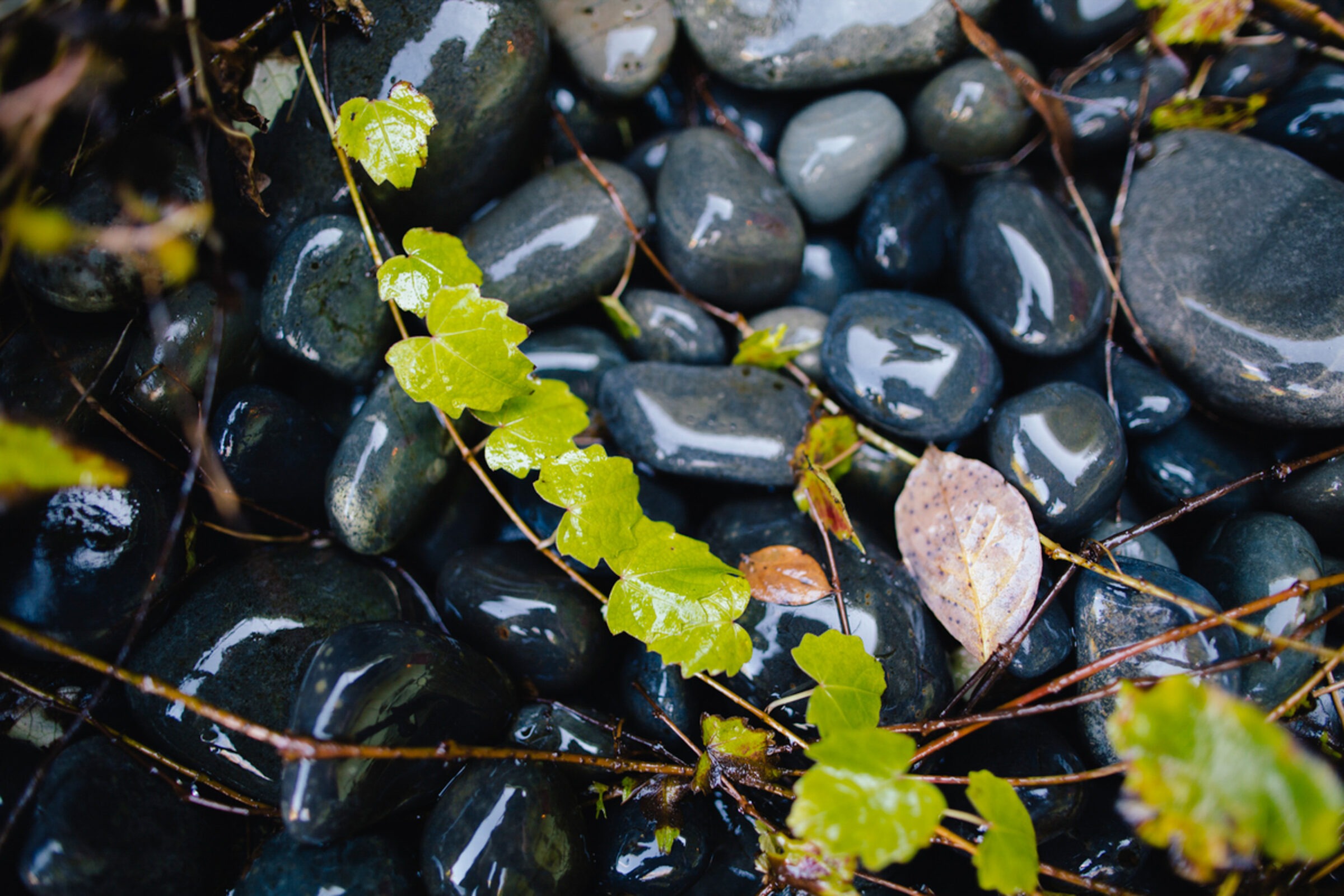 Shiny wet stones mixed with green and brown leaves create a lush, natural texture, reflecting a fresh, rain-soaked environment.