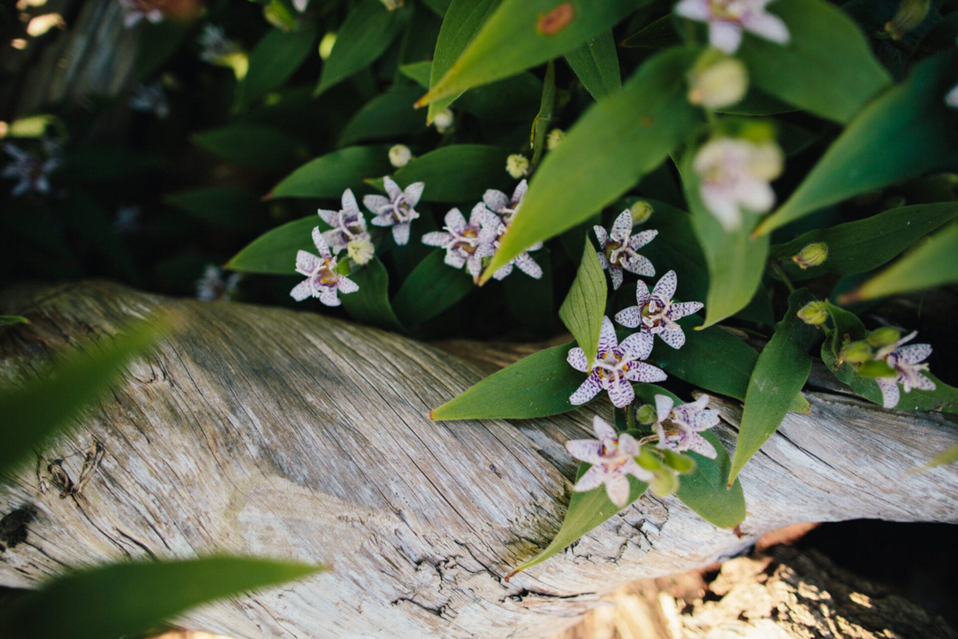 Delicate white and purple flowers with speckles bloom amidst lush green leaves, surrounding a weathered piece of driftwood, creating a serene natural scene.