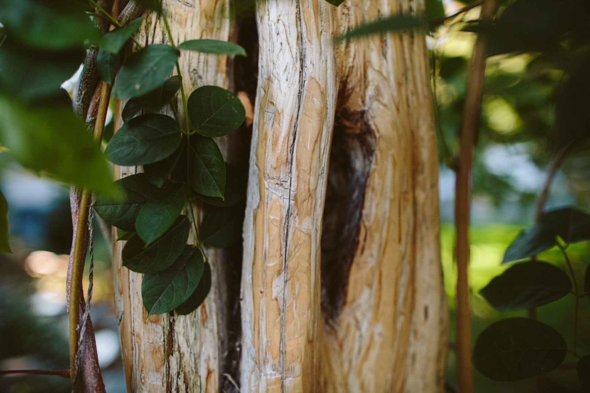 Close-up of a tree with textured bark intertwined with lush green leaves, creating a natural, serene, and organic composition.