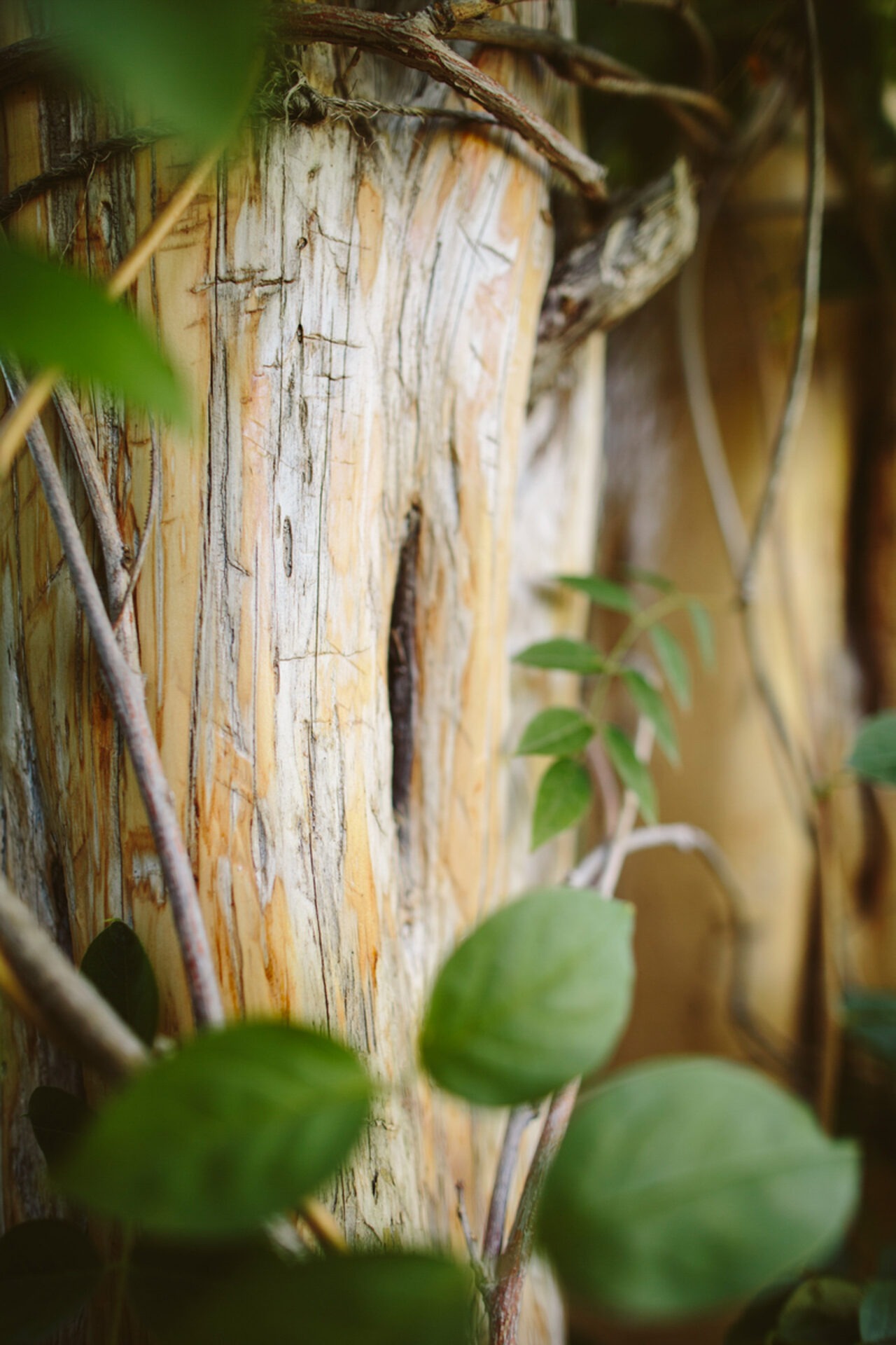 Close-up of a tree trunk with textured bark, surrounded by green leaves and intertwined vines, creating a natural, earthy ambiance.