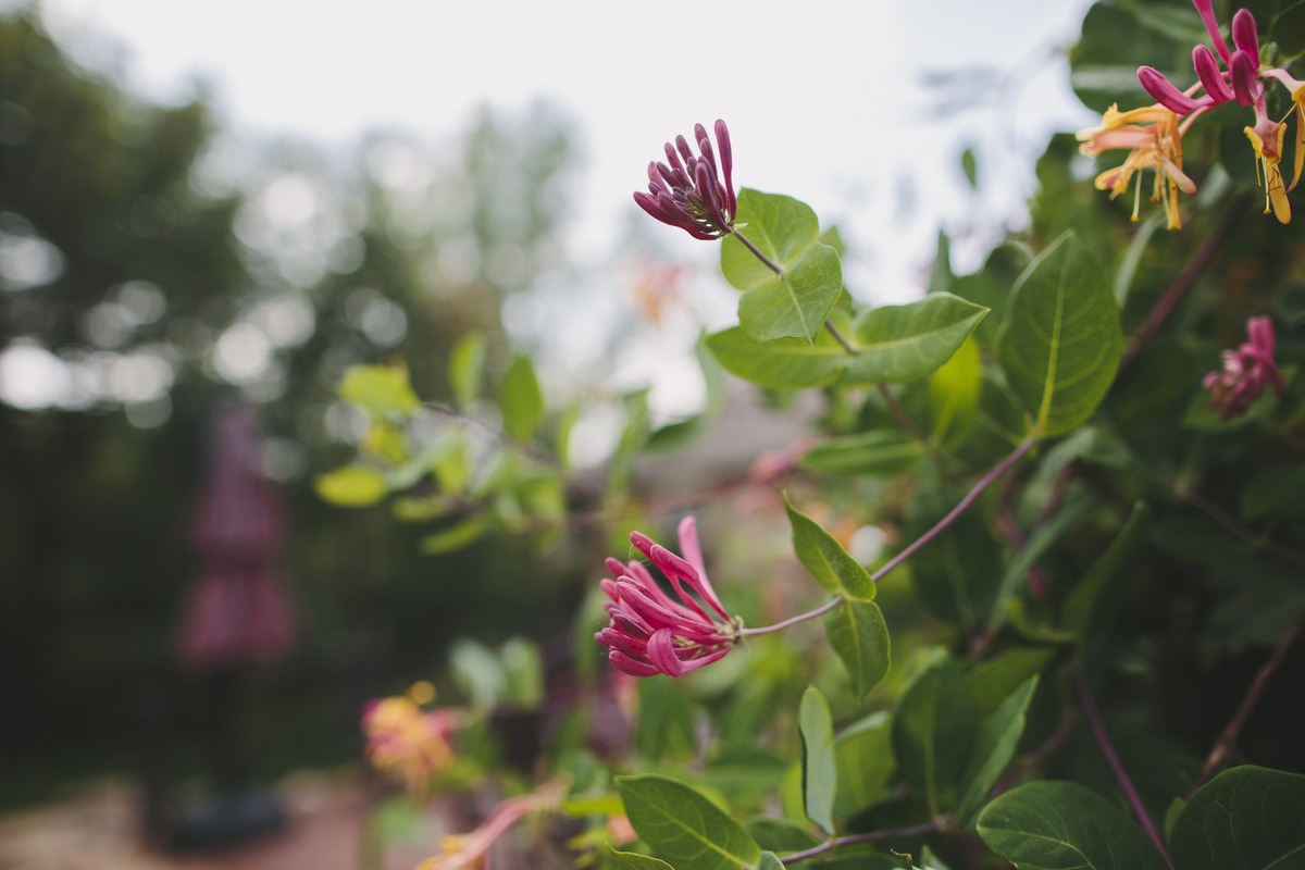 Close-up of vibrant pink and yellow honeysuckle flowers against a blurred garden backdrop, featuring greenery and soft, diffused light in the background.