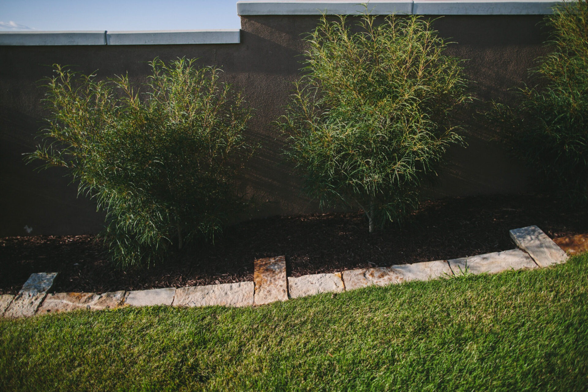 Three green shrubs in front of a stone wall, bordered by grass and stone slabs, under clear blue sky.