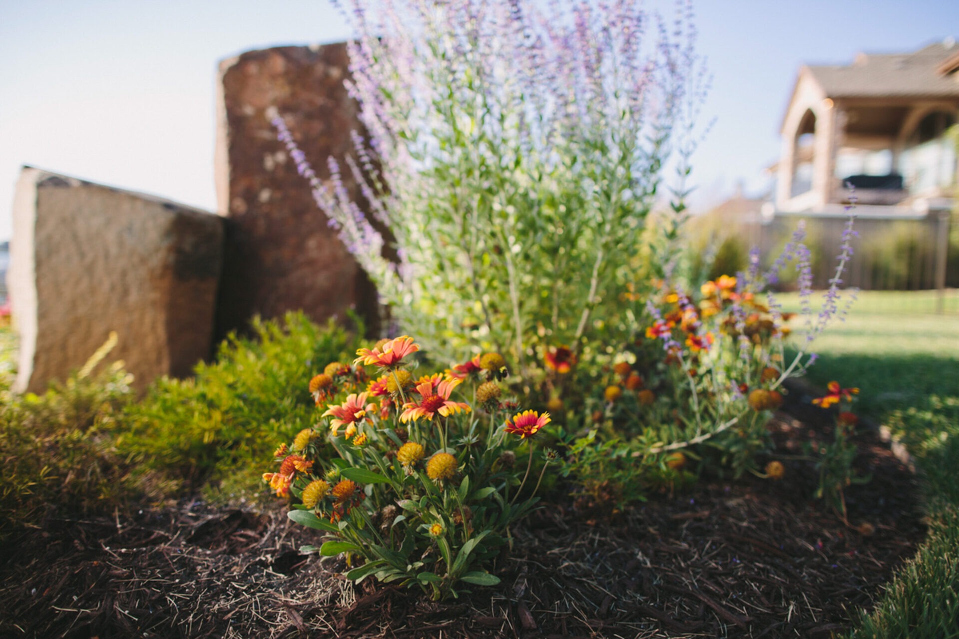 A garden with vibrant flowers and lavender, surrounded by stones. A house is visible in the background under a clear blue sky.