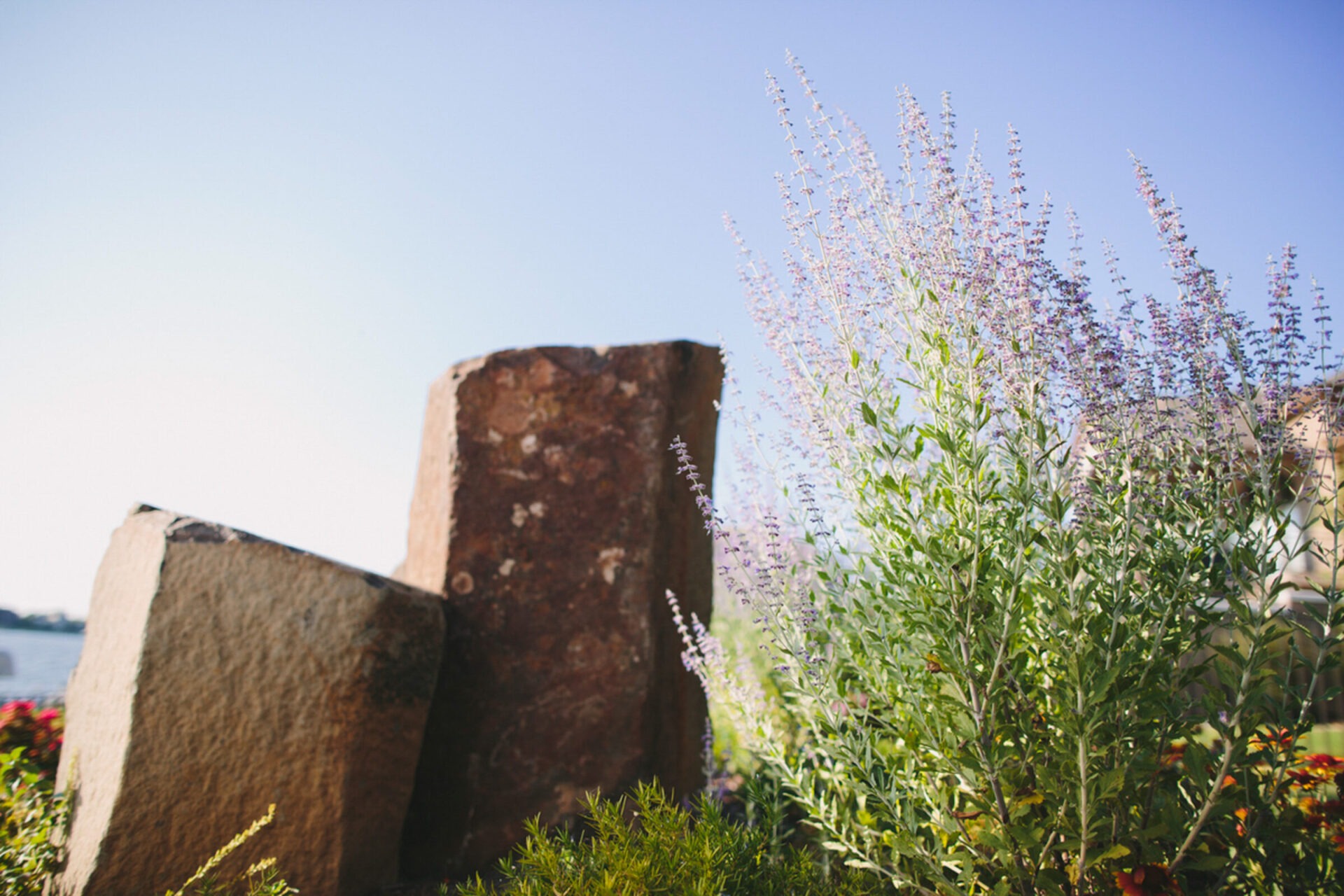 Rocks and tall plants under a clear blue sky. A serene outdoor scene, possibly a garden or park area. No persons or landmarks visible.