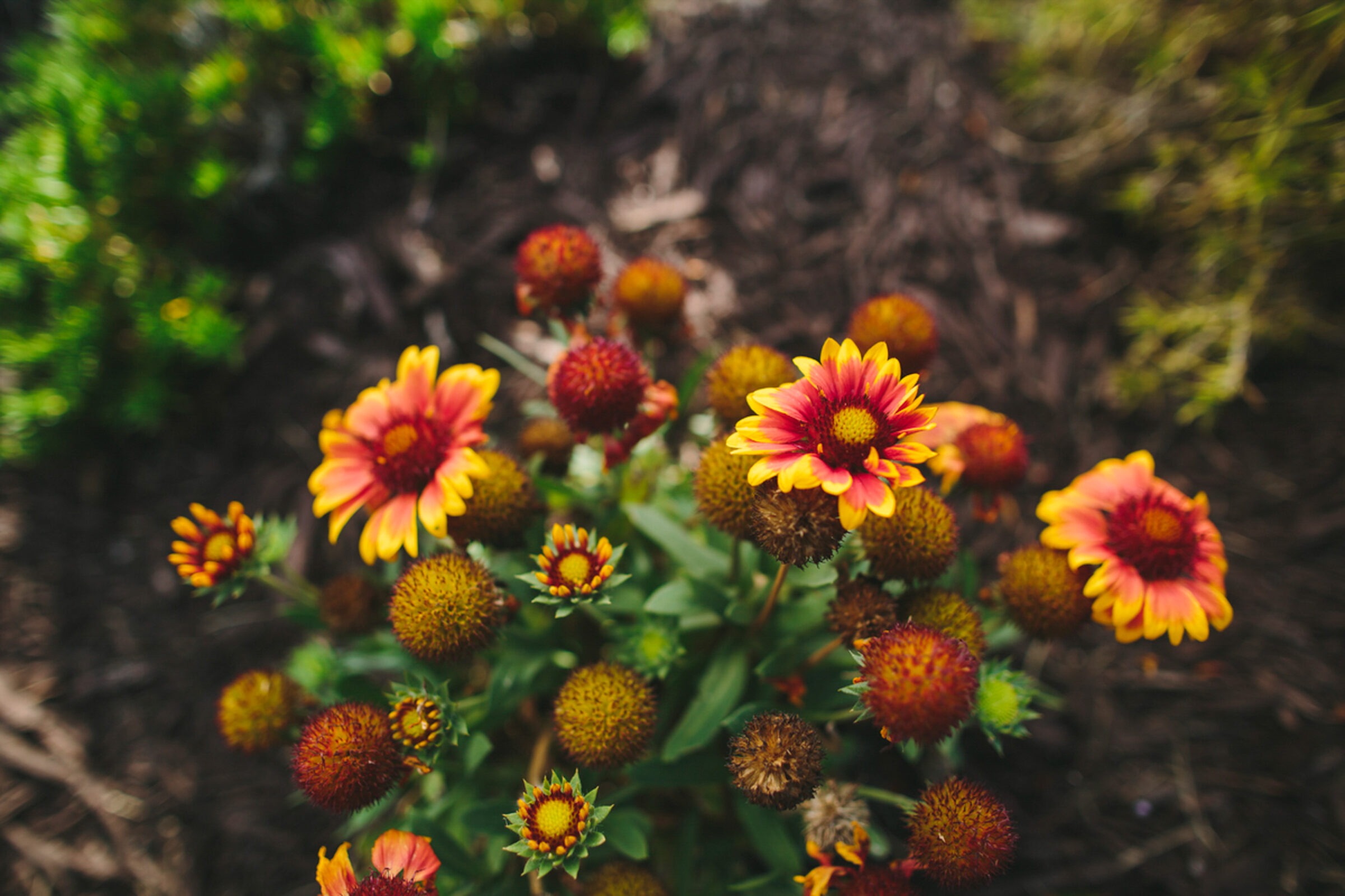 Close-up of vibrant red and yellow flowers surrounded by green leaves and brown mulch, creating a colorful and lively natural composition.