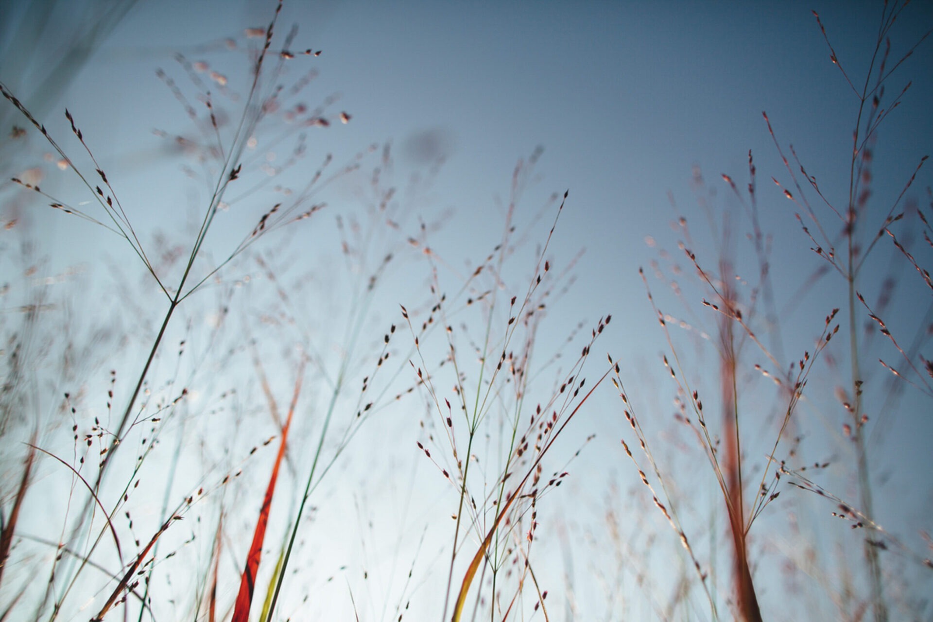 Tall grass with delicate seed heads against a clear blue sky, creating a serene and peaceful natural scene with soft lighting.