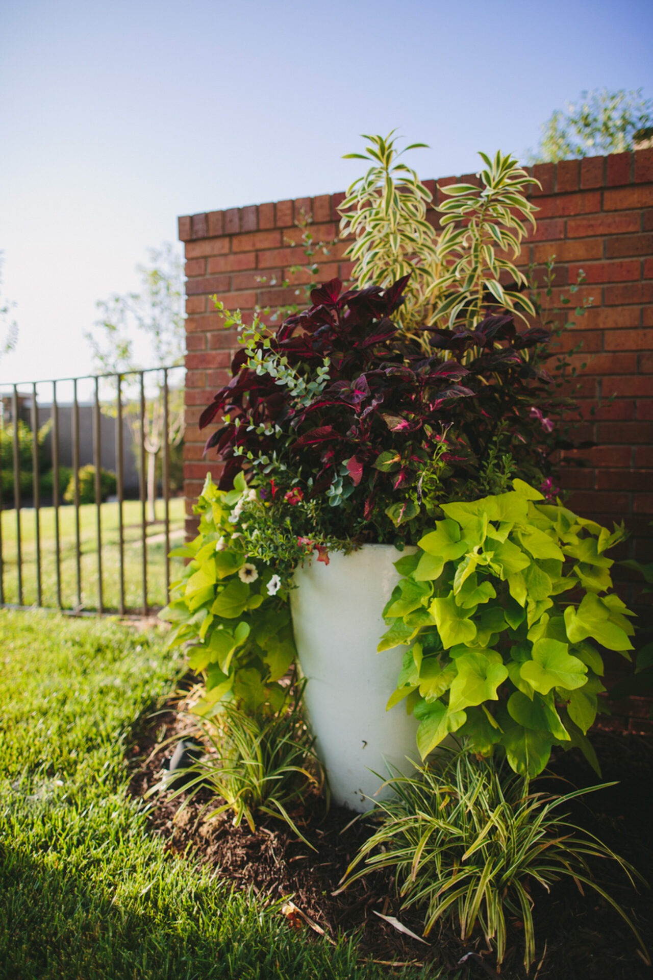 A large planter with vibrant green and burgundy foliage sits beside a brick wall and metal fence in a sunlit garden.