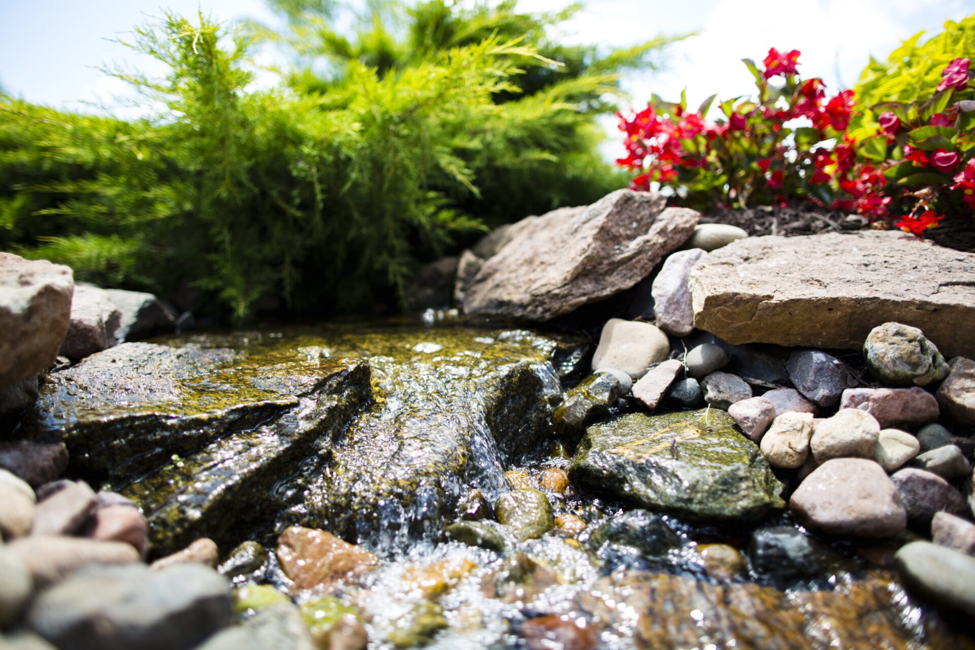 A small stream flows over rocks amidst vibrant green shrubs and red flowers, creating a serene and colorful natural garden scene.