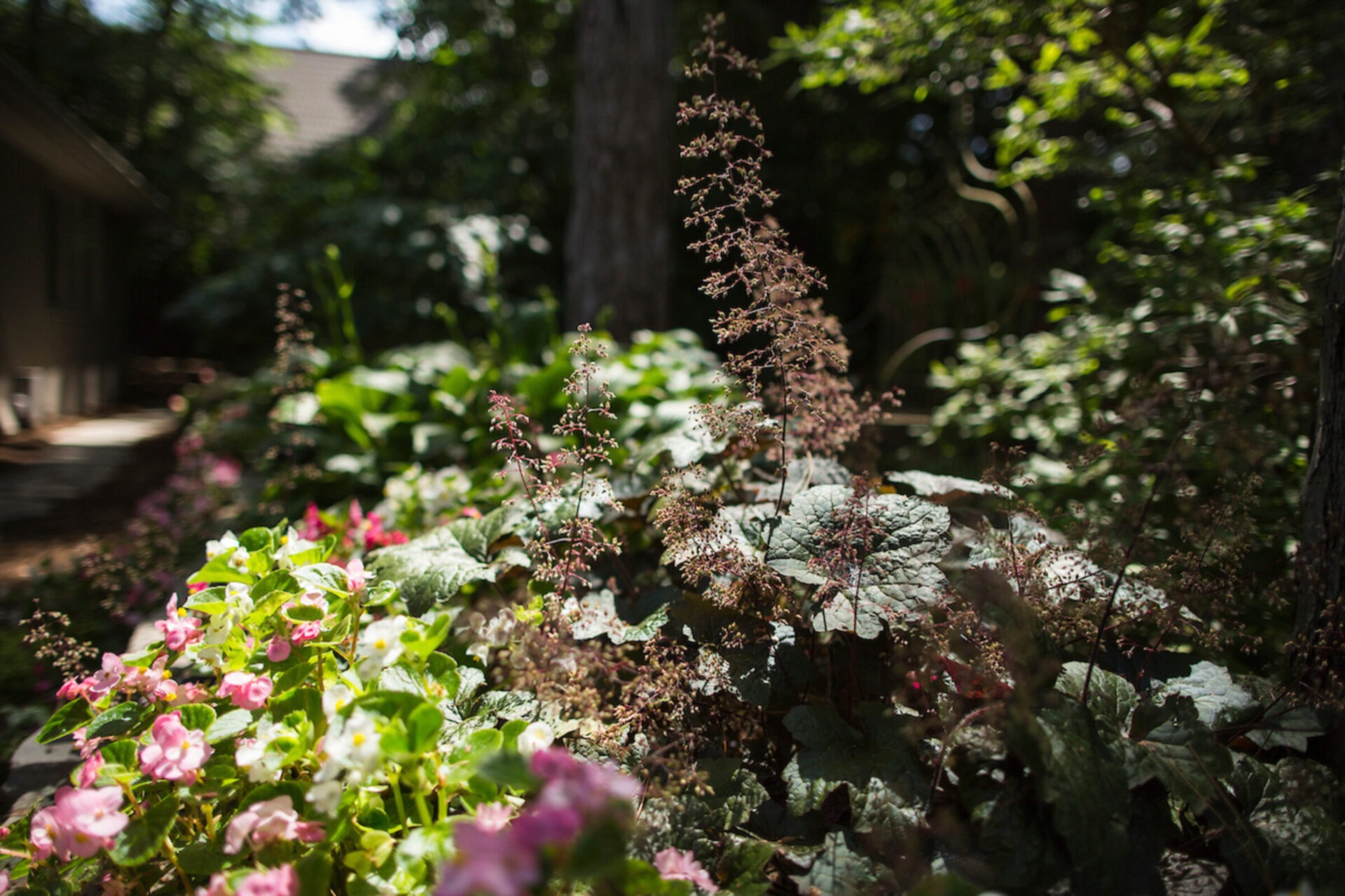 Sunlit garden with pink and white flowers surrounded by lush greenery. A house is partially visible in the shaded background.