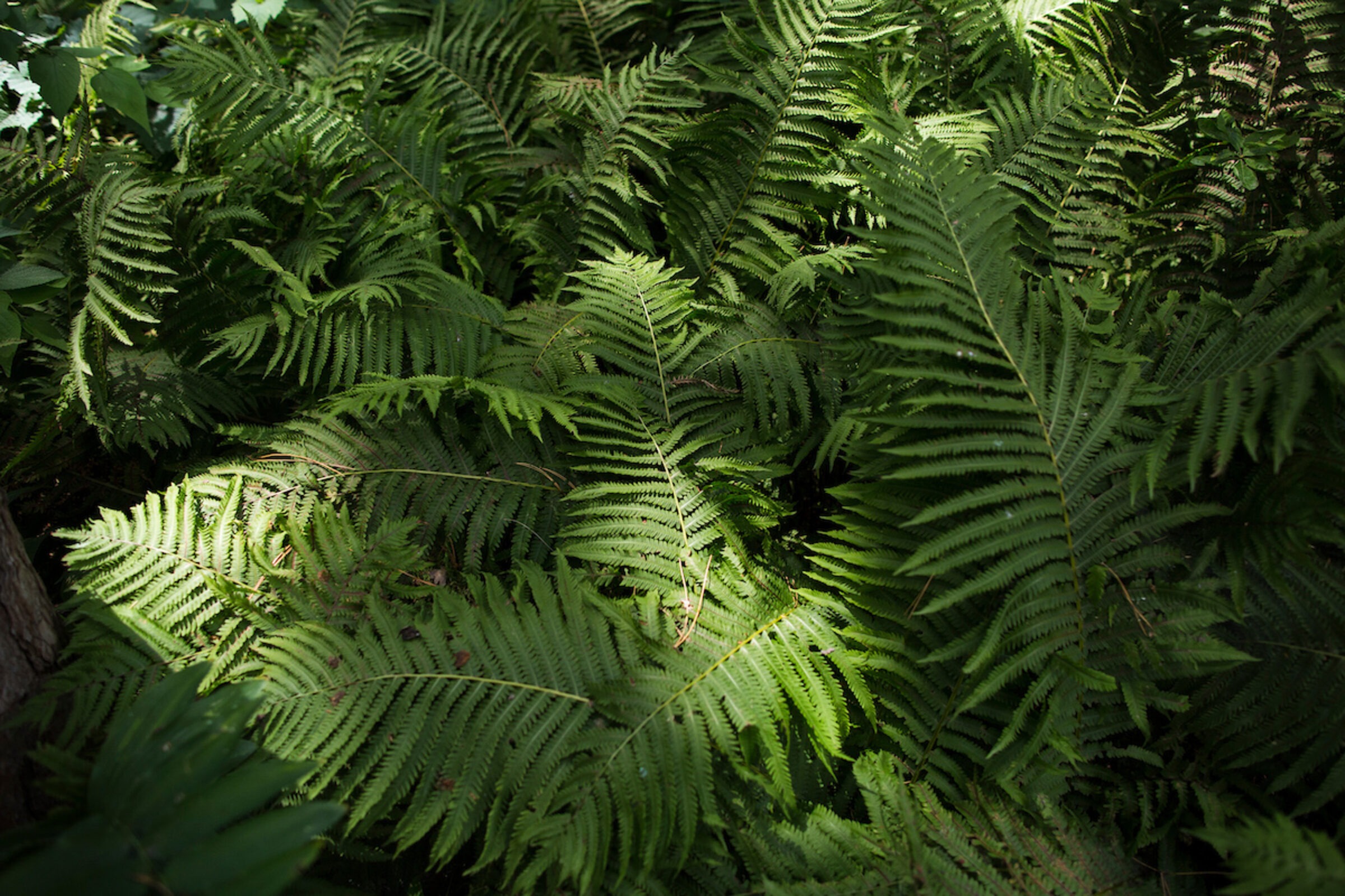 Dense green ferns fill the frame, basking in dappled sunlight. The lush foliage creates a tranquil, natural atmosphere with varied shades of green.