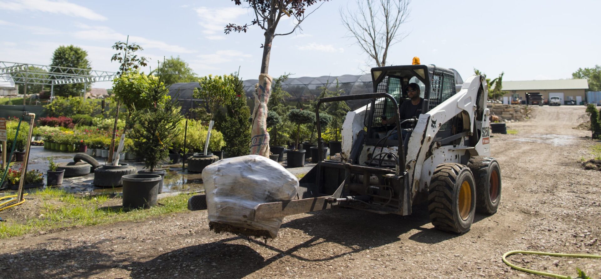 A person operates a small loader, moving a wrapped tree in a nursery with various plants and pots on a sunny day.