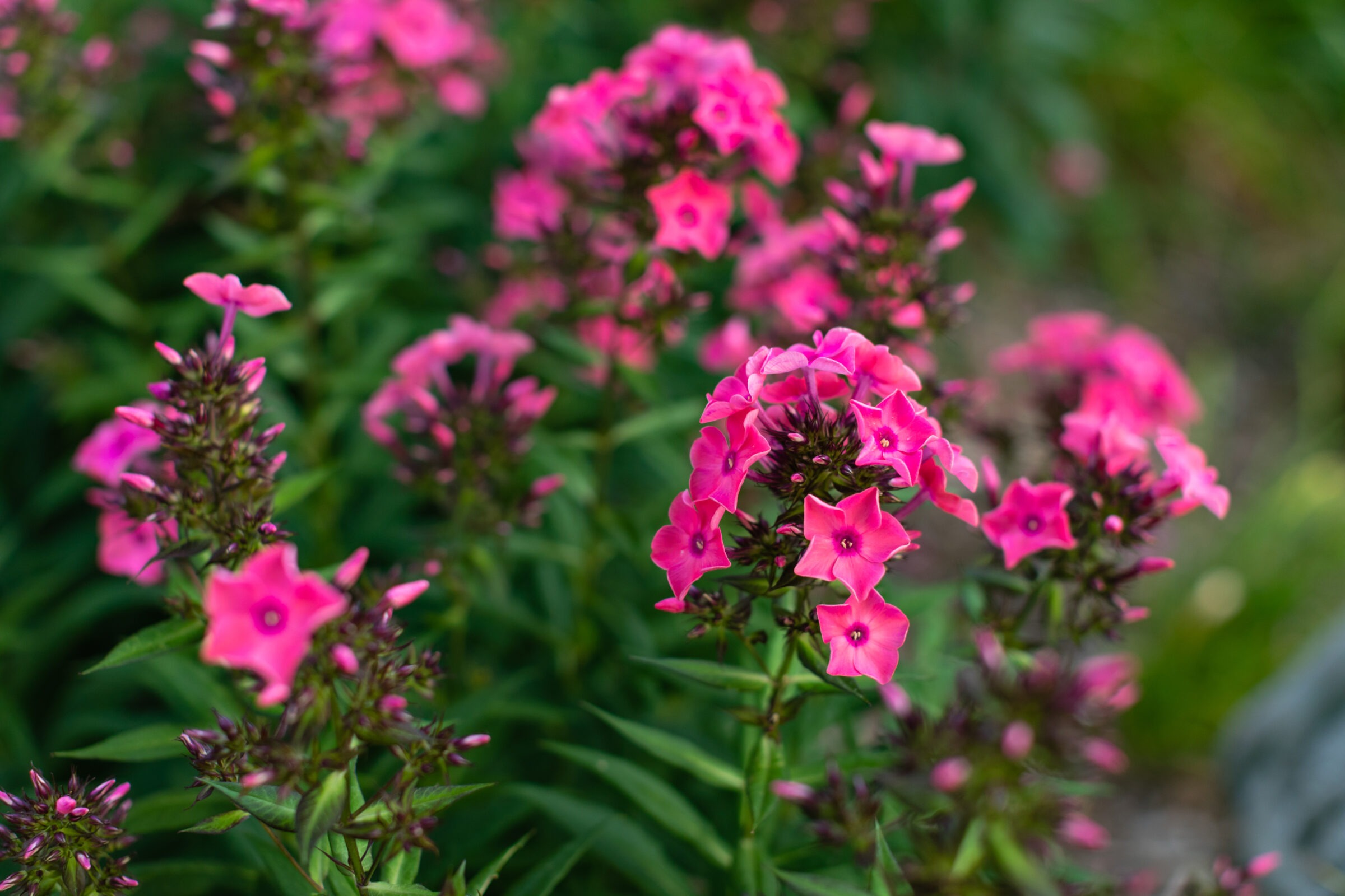 Close-up of vibrant pink flowers with star-shaped petals and green foliage in the background, creating a colorful, natural scene.