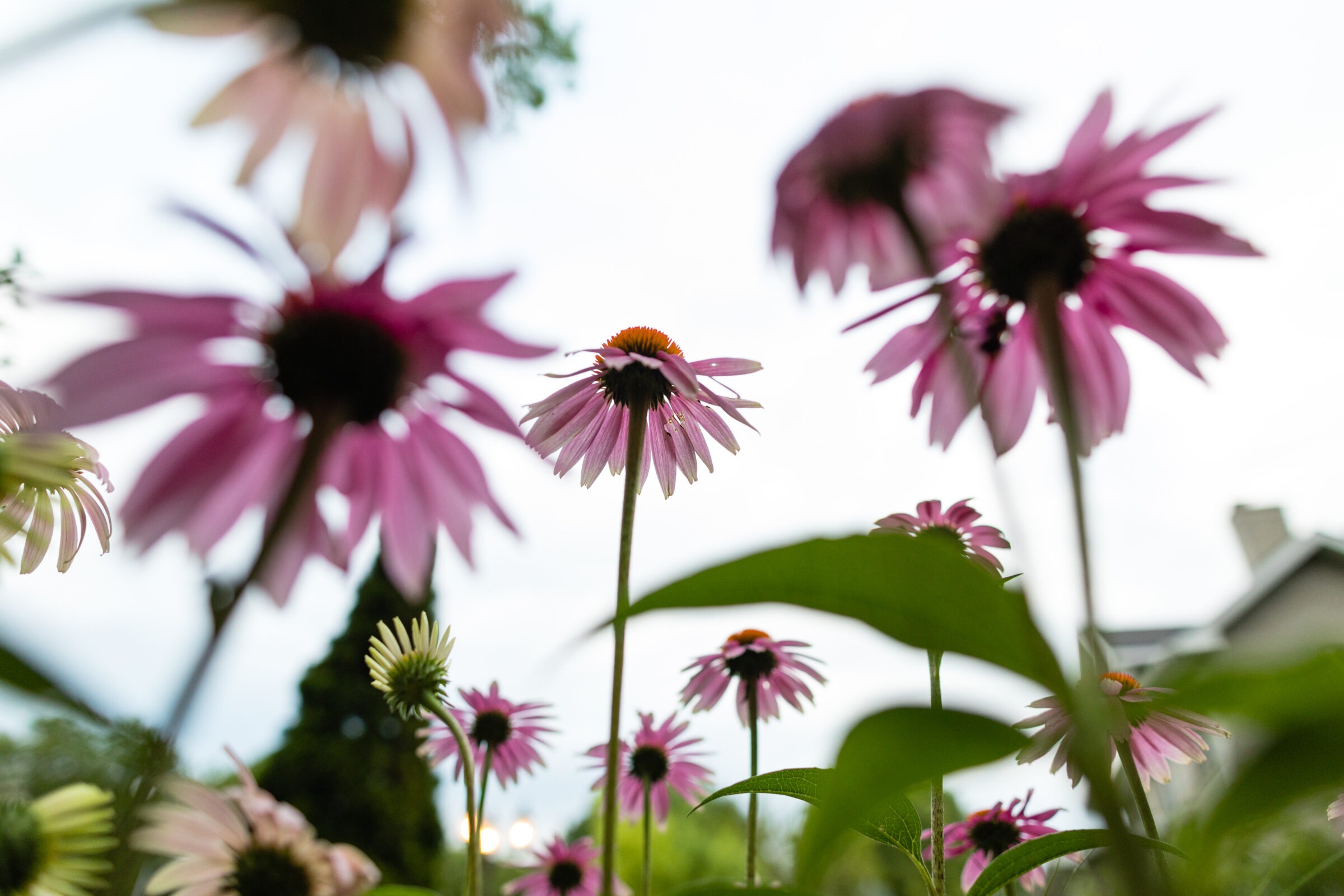 Purple coneflowers in a close-up, low-angle shot with a cloudy sky background, surrounded by greenery and a rooftop partially visible.