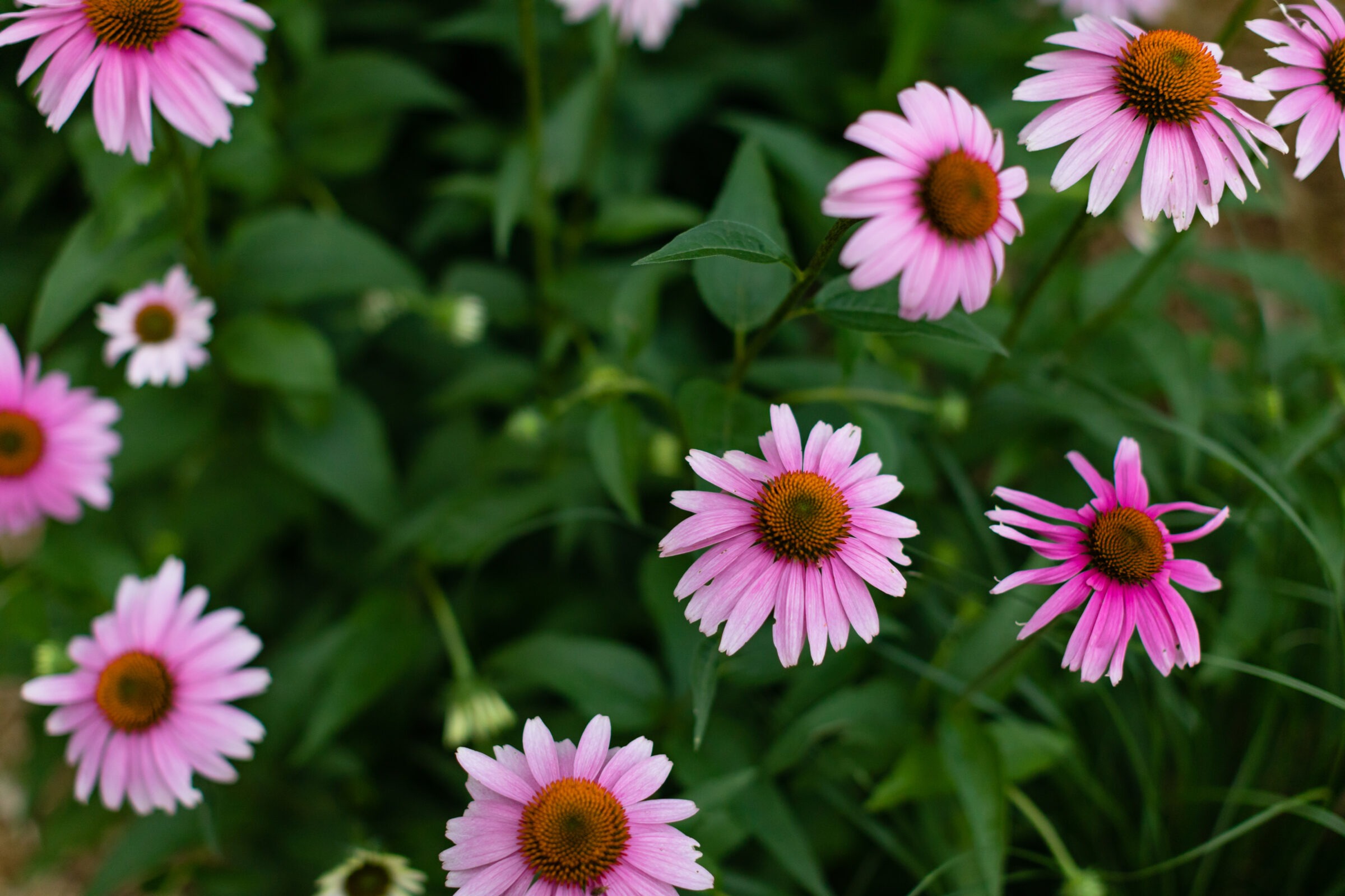 Close-up of pink coneflowers with vibrant green leaves in a garden setting, showcasing their bright petals and contrasting centers.