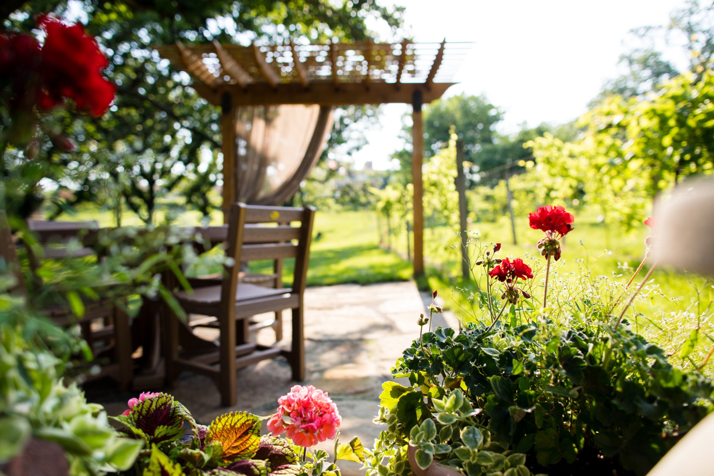 A lush garden with wooden chairs and pergola, vibrant red flowers in the foreground, under a sunny, leafy canopy.