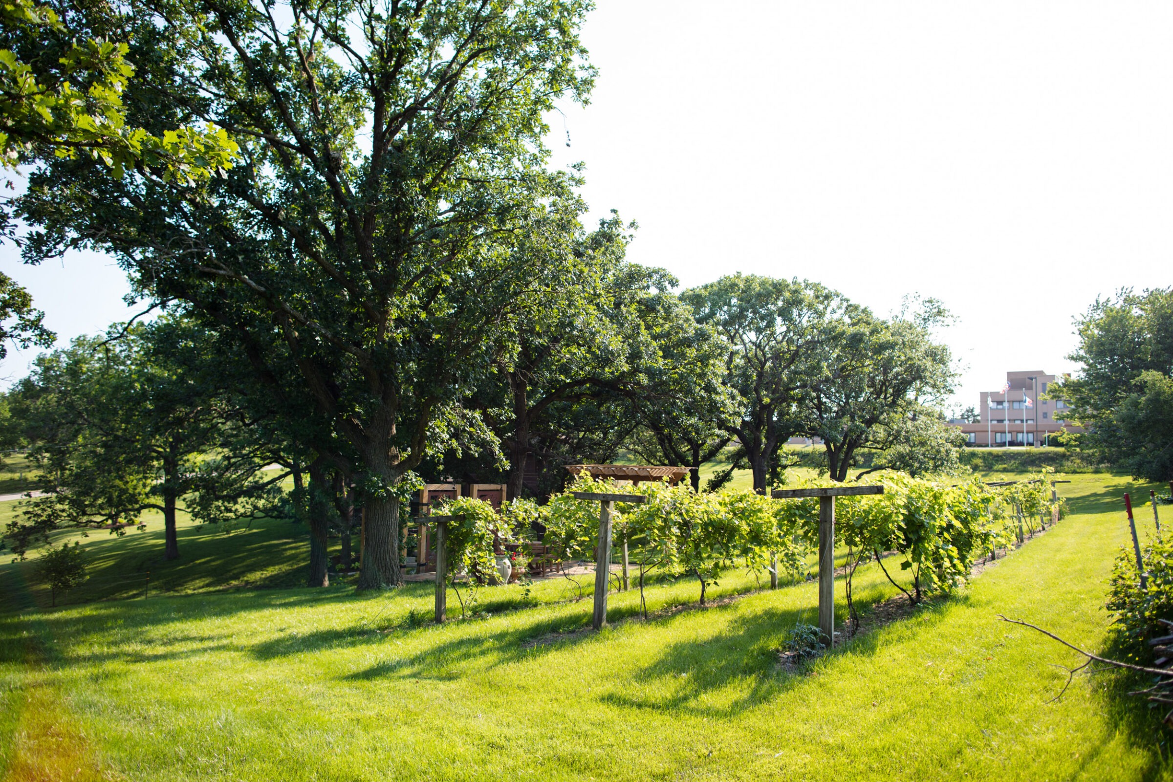Lush vineyard with trellised grapevines, surrounded by large trees. A modern building is visible in the background under a clear sky.