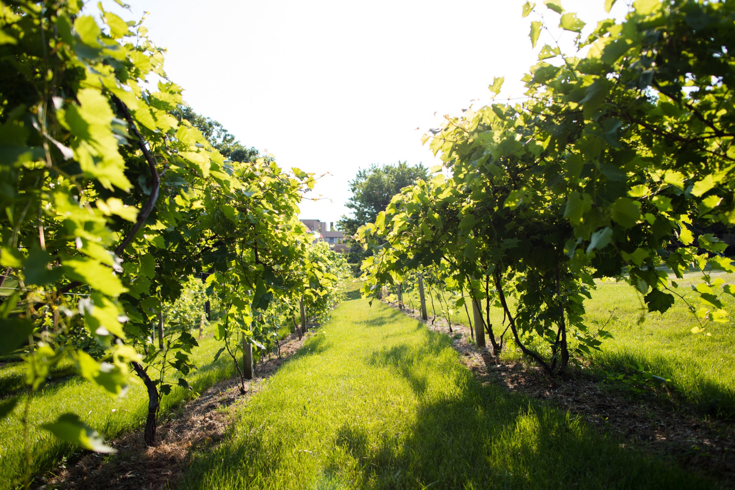 Sunlit vineyard with rows of lush green grapevines, casting shadows on the grassy path, leading toward a distant building among trees.