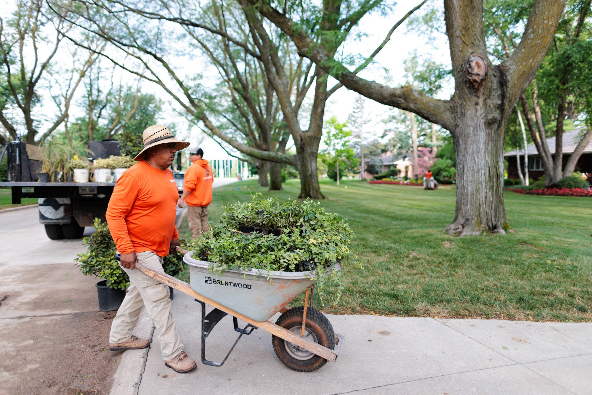 Two persons in orange shirts work with plants in a wheelbarrow on a tree-lined street with neatly trimmed lawns.