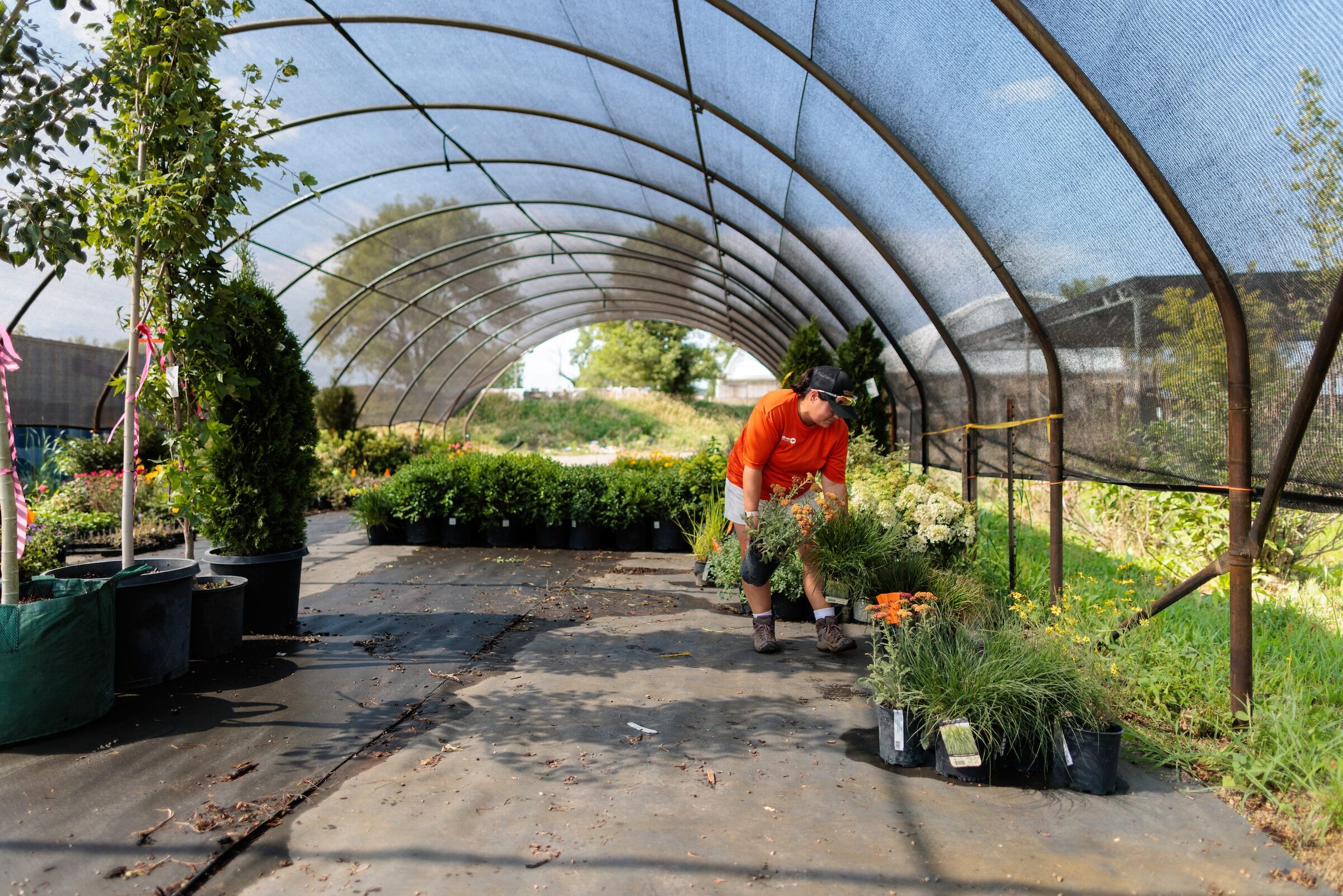 A person in a shaded greenhouse arranges a variety of potted plants and flowers under a transparent arched canopy on a sunny day.