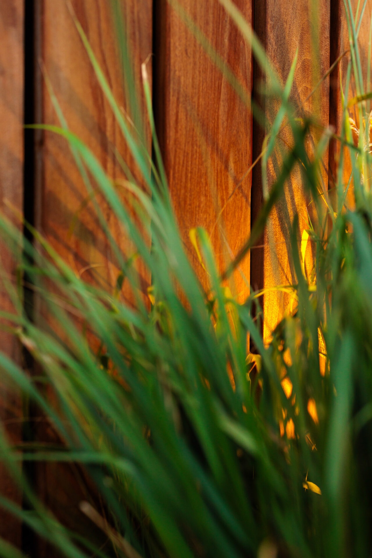 Close-up of tall green grass in front of warm wooden panels with glowing light behind, creating a serene and inviting atmosphere.