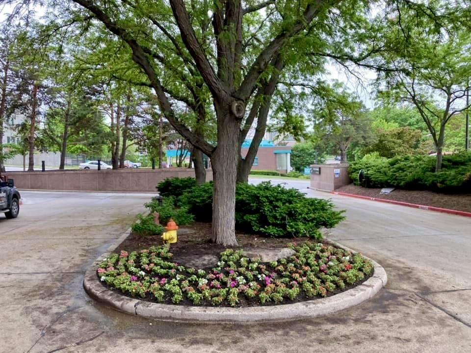 A tree surrounded by flowers, with a yellow fire hydrant nearby. Background includes bushes, trees, and a concrete road. No people visible.