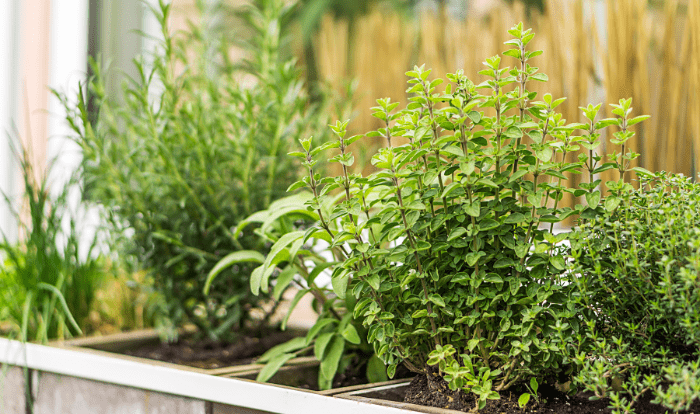 A collection of lush, green herbs growing in a raised garden bed, including mint and rosemary, with blurred background foliage.