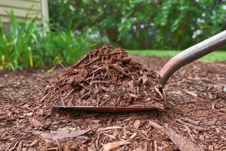 A shovel lifts a pile of mulch in a garden, surrounded by green plants and a house, under natural daylight.