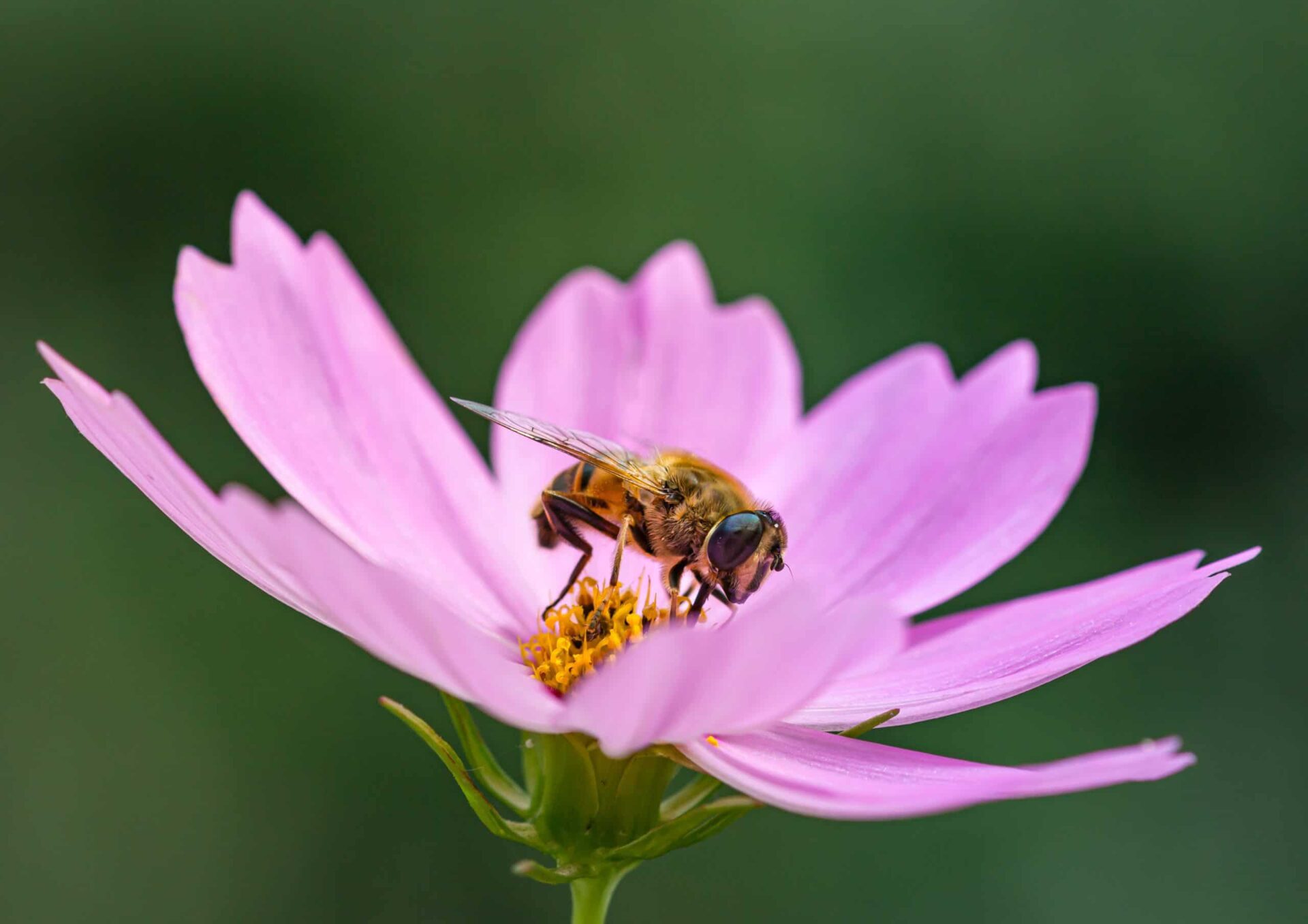 A bee is perched on a pink flower, collecting nectar. The background is blurred, highlighting the detailed focus on the bee and petals.