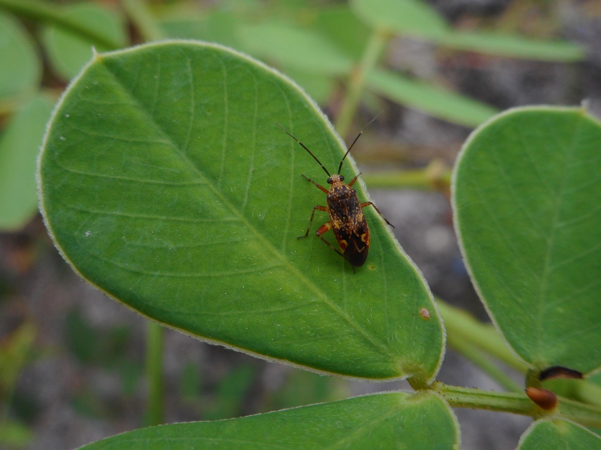 A chinch bug on a leaf.
