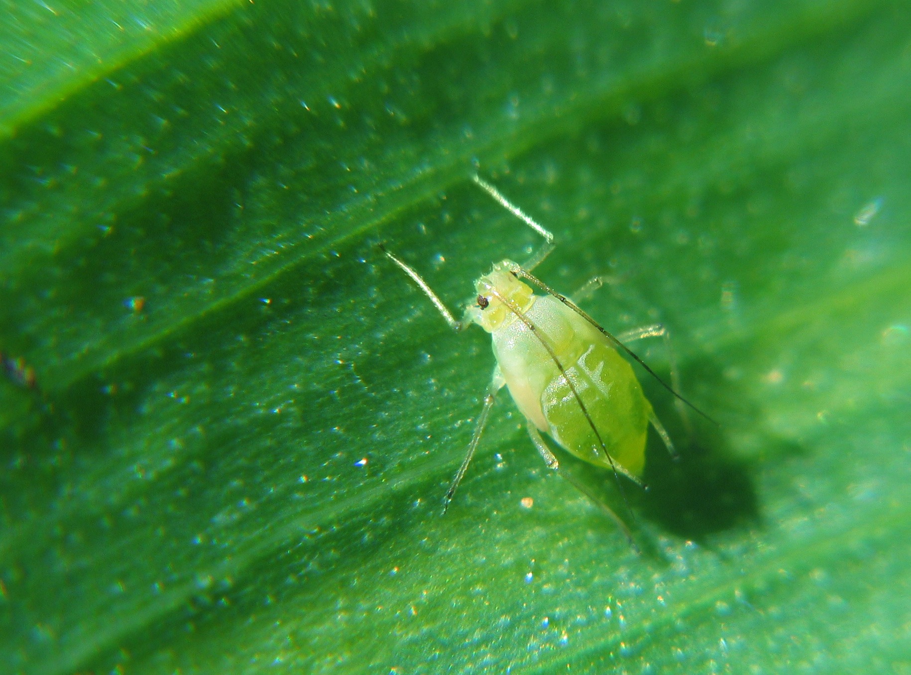 A single aphid on a large green leaf.