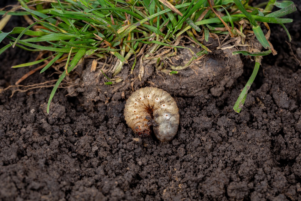 One of the common lawn pests in Omaha, a grub, in some soil below a piece of sod.