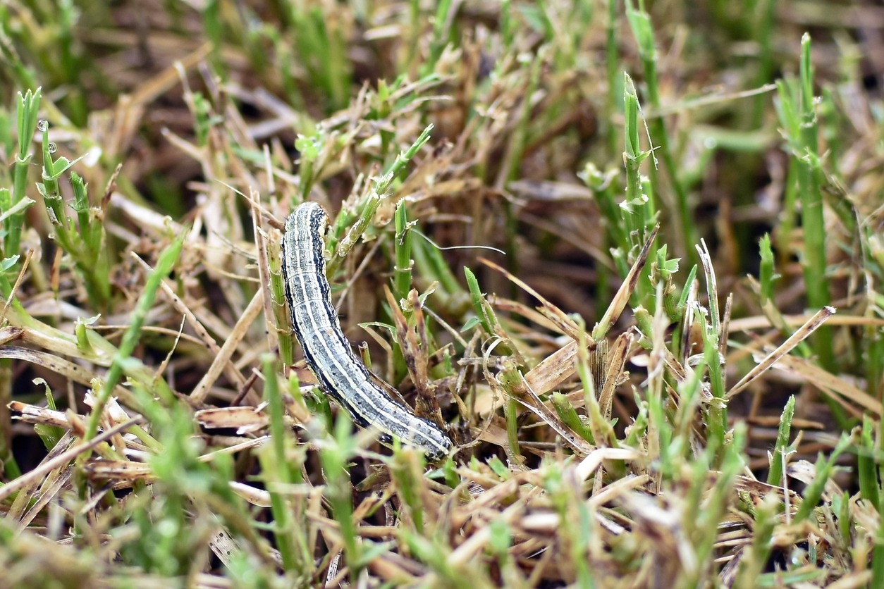 Another one of the common lawn pests in Omaha, the armyworm, in some dying grass.
