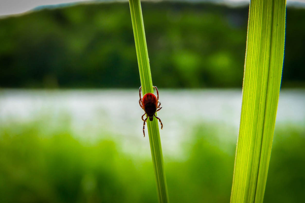 One of the common lawn pests in Omaha, a tick, suspended on a long blade of grass.