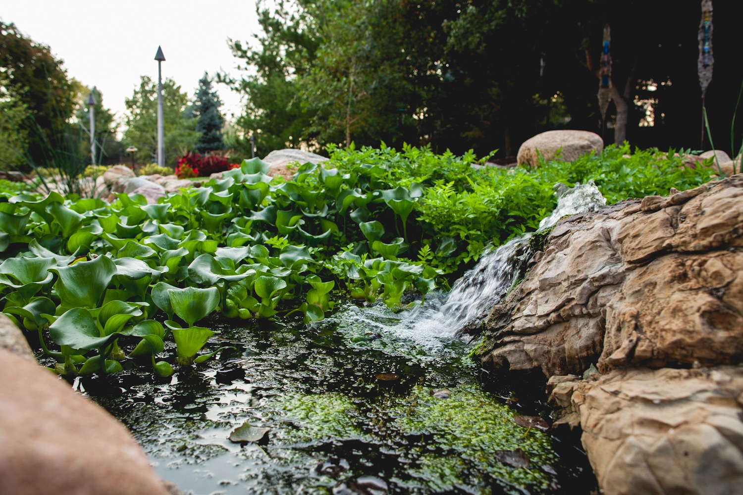 Close-up view of a natural pond with water plants and a small waterfall cascading over rocks, surrounded by lush greenery and garden landscaping.