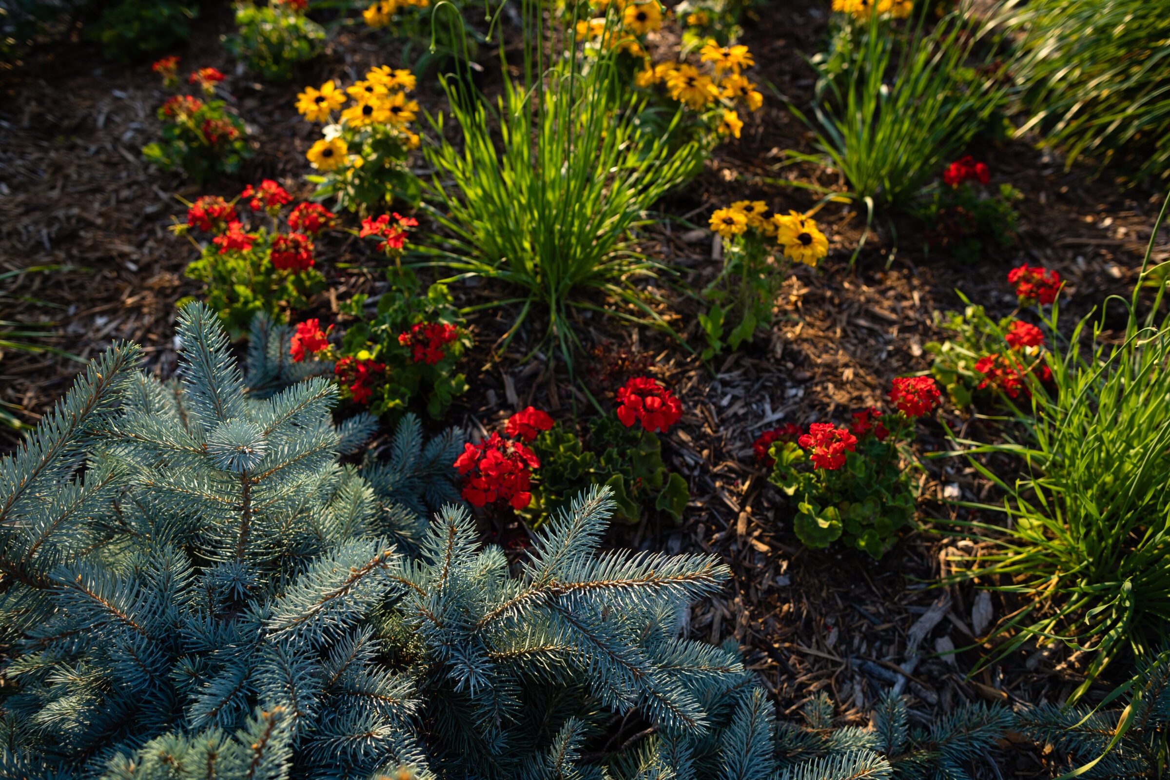 Colorful flower bed with red, yellow, and green plants.
