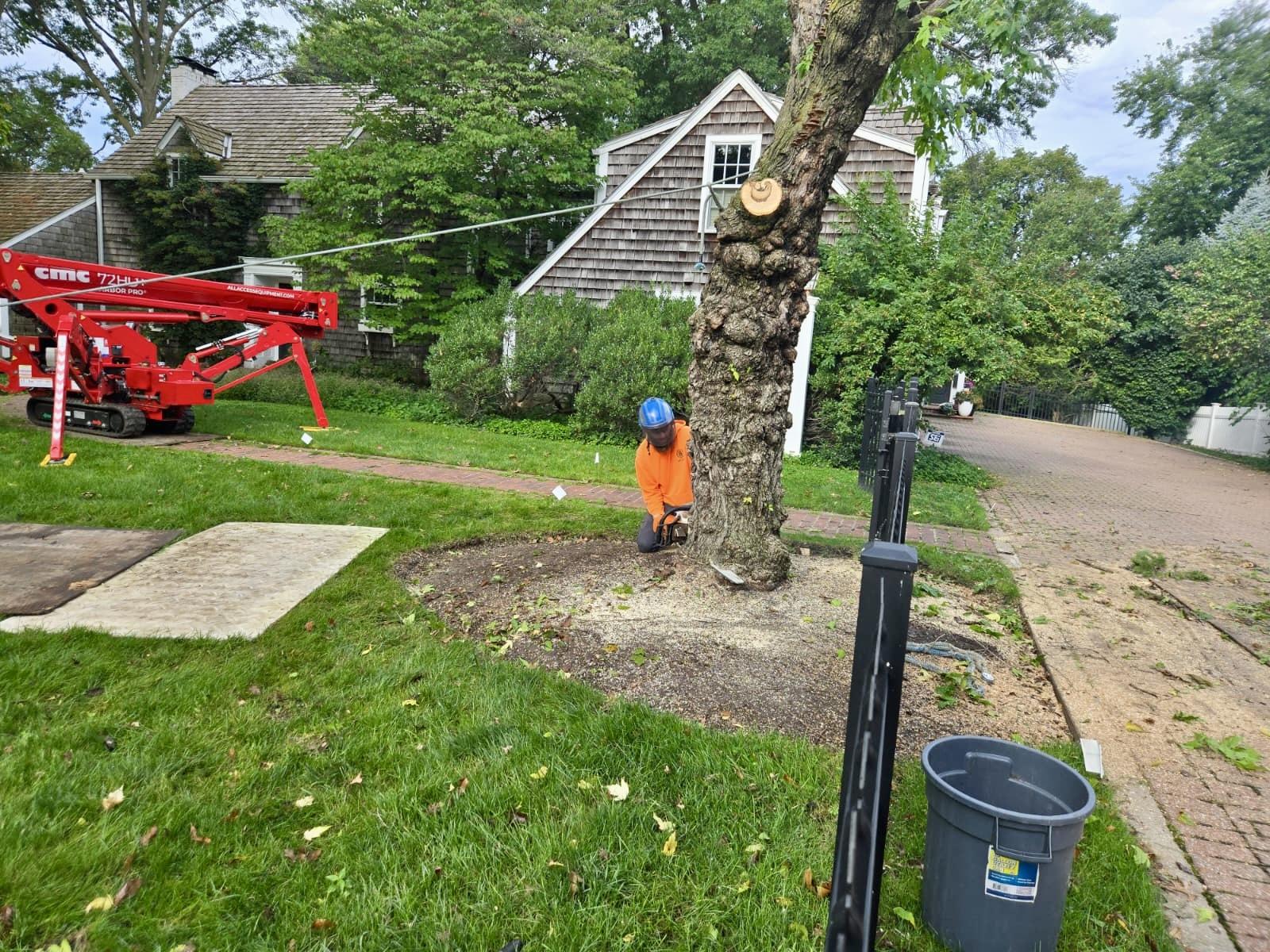 Arborist removing tree using safety equipment near a residential home.