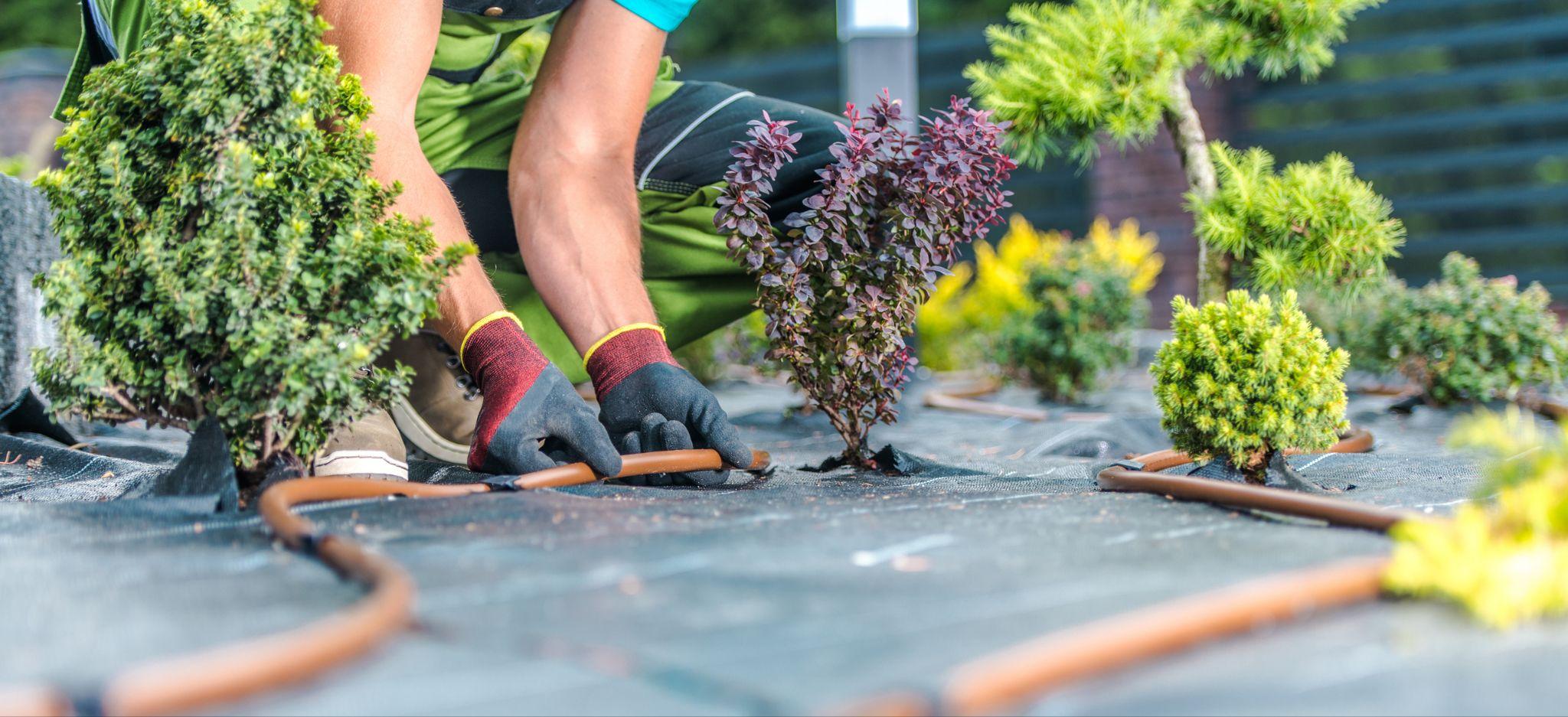 Gardener installing drip irrigation tubing around small shrubs in a landscaped garden bed.