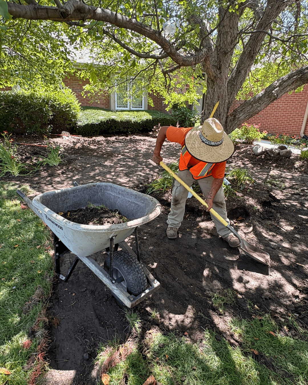 Landscaper digging soil beside wheelbarrow under a tree in a front yard.