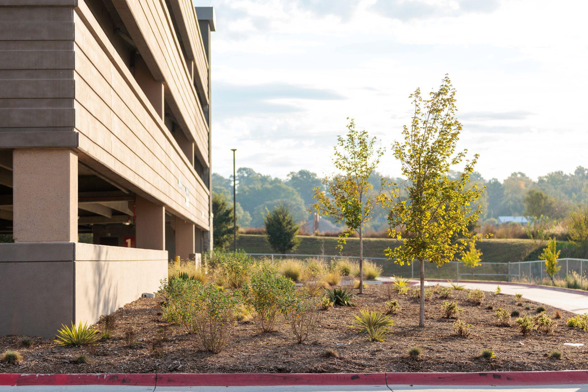 Mulched commercial landscape bed with newly planted shrubs and trees.