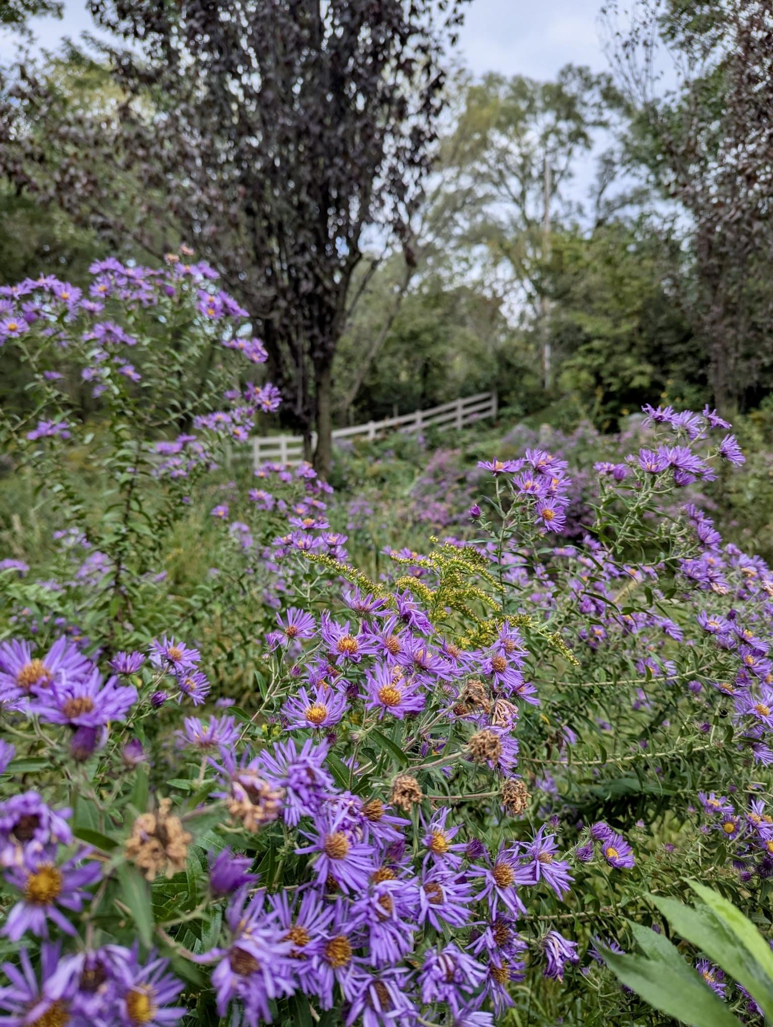 Purple wildflowers blooming in a natural garden setting.