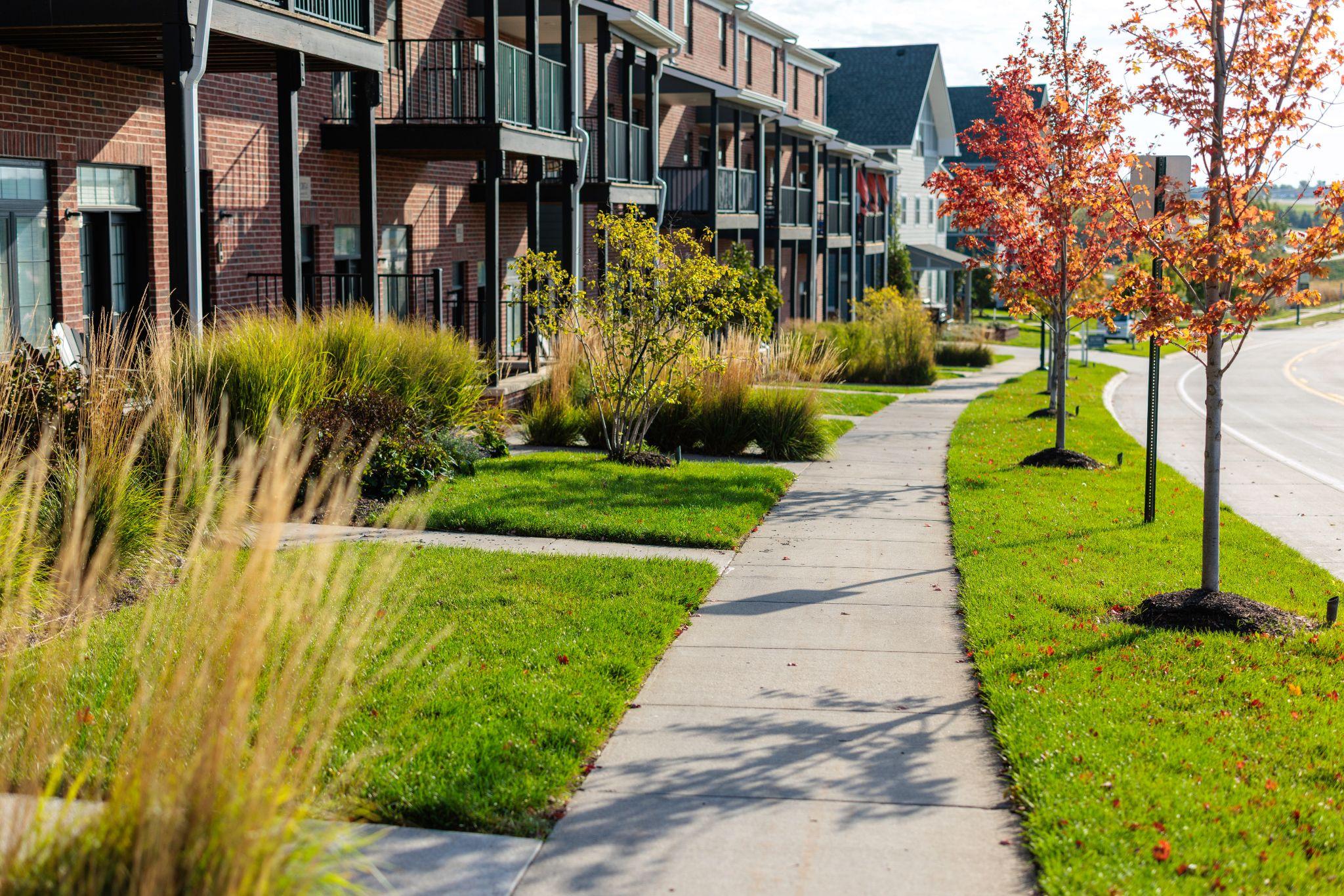 Sidewalk lined with ornamental grasses and young trees by apartment buildings.