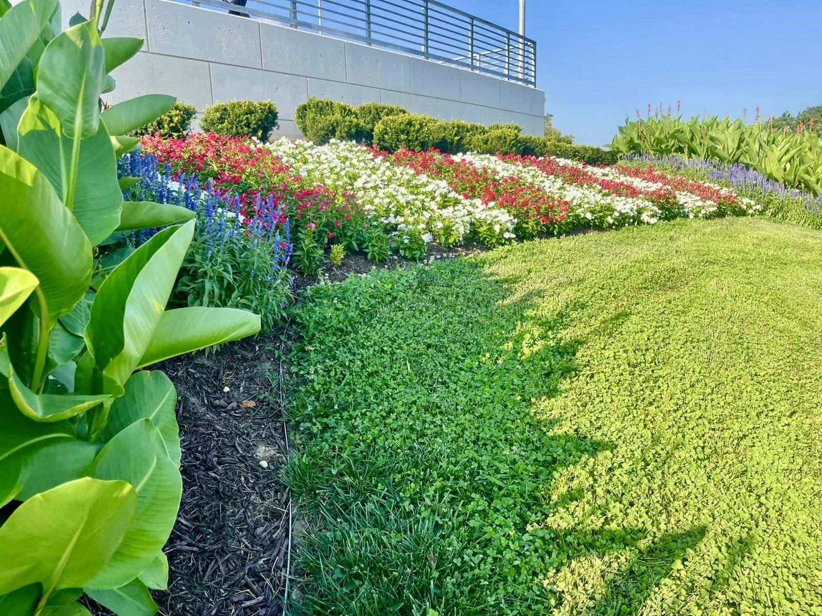 Vibrant flower bed with red, white, and blue annuals on a sunny slope.