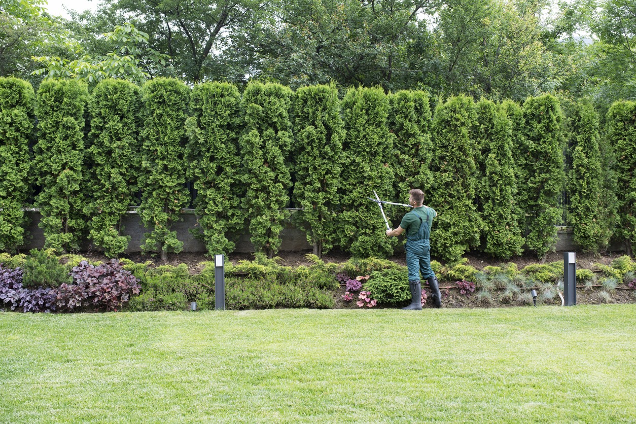 A man pruning bushes
